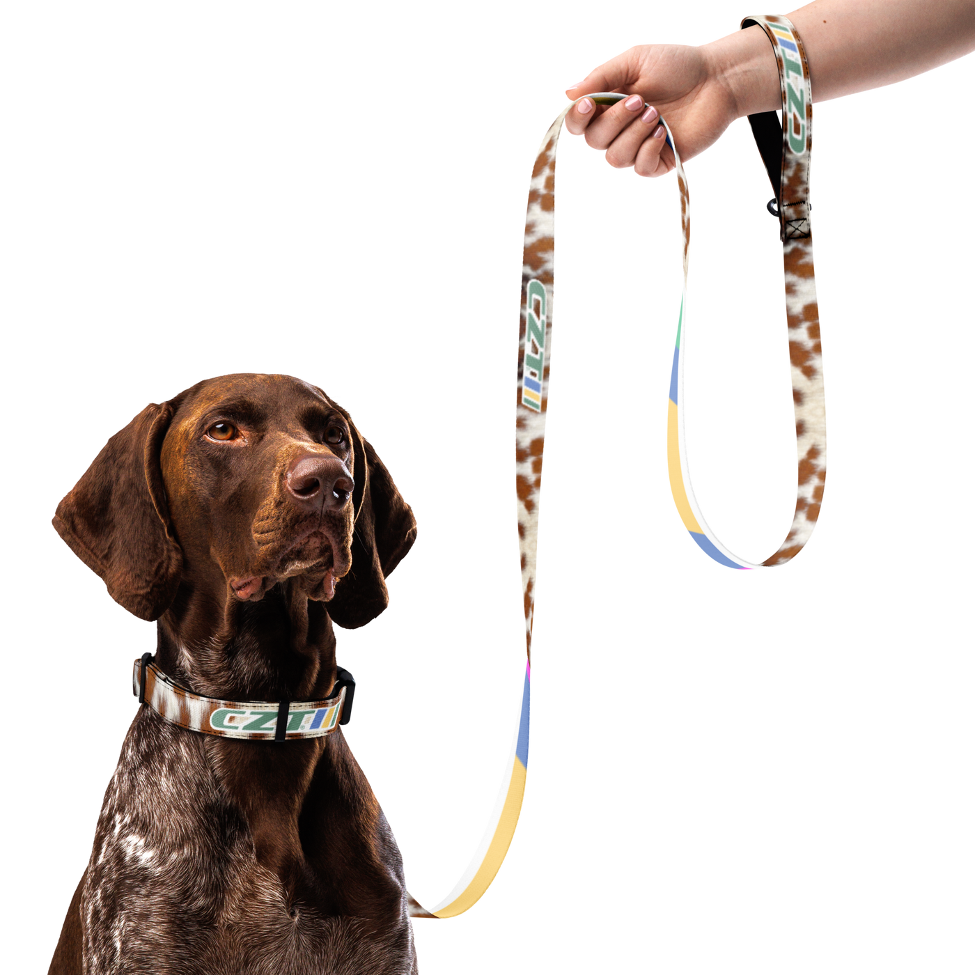 Dog wearing a collar and holding a colorful leash with a hand on a white background
