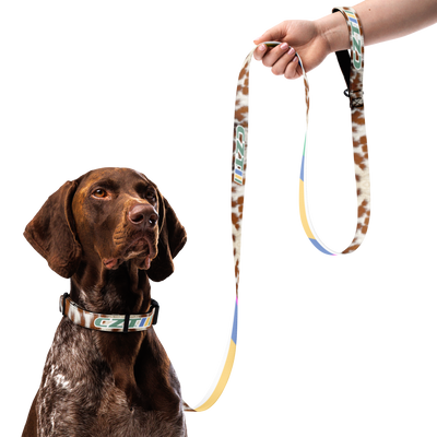 Dog wearing a collar and holding a colorful leash with a hand on a white background